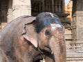 Temple Elephant, Nanjangud.