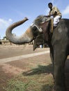 Temple Elephant - Thanjavur - India Royalty Free Stock Photo