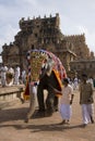 Temple Elephant - Thanjavur - India Royalty Free Stock Photo