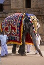 Temple Elephant - Thanjavur - Tamil Nadu - India Royalty Free Stock Photo