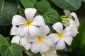 Fresh beautiful white temple flower