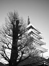 Temple in Japan, Tree and Pagoda Royalty Free Stock Photo