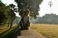 Temple Monkey in Angkor Wat Royalty Free Stock Photo
