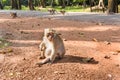 Temple Monkey in Angkor Wat