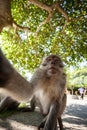Temple monkey bali making selfie