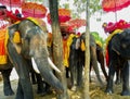 June 2011 Ayutthaya, Thailand - Elephants and owners are resting under the shade trees.