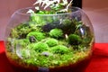 A temple themed moss terrarium.