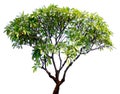 Temple tree isolated Royalty Free Stock Photo