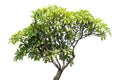 Temple tree isolated Royalty Free Stock Photo