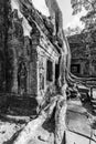 Temple twined around by roots in the Angkor Wat in Cambodia Royalty Free Stock Photo