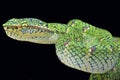 Temple viper (Tropidolaemus wagleri lowland) Royalty Free Stock Photo