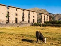 Central wall of the Temple of Wiracocha with grazing cow in foreground, Raqchi archaeological site, Cusco region, Peru Royalty Free Stock Photo