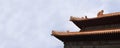 Perspective of tiles in Forbidden City in Beijing, China Royalty Free Stock Photo