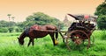 The temples and the horse carriage in Bagan Royalty Free Stock Photo