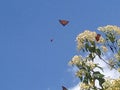 Temporada de mariposas monarca en michoacan