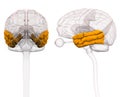 Temporal Lobe Brain Anatomy - 3d illustration