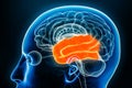 Temporal lobe of the cerebral cortex profile view close-up 3D rendering illustration. Human brain anatomy, neurology, neuroscience Royalty Free Stock Photo