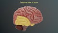 Temporal lobe of human brain