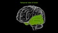 Temporal lobe of human brain