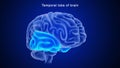 Temporal lobe of human brain