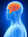 The temporalis Royalty Free Stock Photo