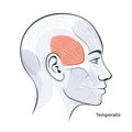 Temporalis female facial muscles detailed anatomy vector illustration