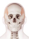 The temporalis Royalty Free Stock Photo