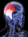 Temporalis muscle Royalty Free Stock Photo