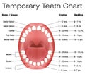 Temporary Teeth Primary Baby Eruption Shedding Chart