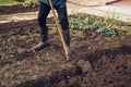 Temporary worker struggles with a spade to make a large enough groove for manure, which will improve the proportion of nutrients