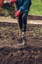 Temporary worker struggles with a spade to make a large enough groove for manure, which will improve the proportion of nutrients