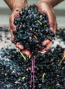 Tempranillo grapes fermenting on skins