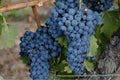 Tempranillo grapes from La Horra, Burgos, Spain. Royalty Free Stock Photo