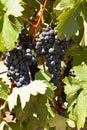 Tempranillo Grapes, Rioja Region, Spain Royalty Free Stock Photo