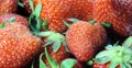 Temptations: ripe red Strawberry Royalty Free Stock Photo