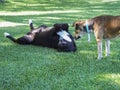 tempted dog. Two dogs meet and one tells a joke to another. He likes it and laughs out loud on the grass! Royalty Free Stock Photo