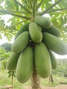 unripe green papaya Royalty Free Stock Photo