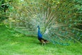 Tempting peacock