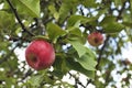 Tempting Red Apples on the apple tree. Apples close-up Royalty Free Stock Photo