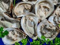 Tempting Texture of Freshly Shucked Oysters