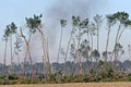 Meilhan, Lande de BÃÂ©rot, Landes. The Storm Klaus.