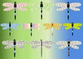Ten bright dragonflies with glass, iridescent wings