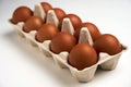 Ten brown eggs in carton on white with clipping path Royalty Free Stock Photo