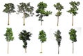 Ten collections Tree isolated on white background,clipping paths Royalty Free Stock Photo