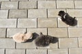 Ten days old baby cats on the pavement in the back yard Royalty Free Stock Photo