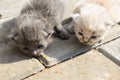 Ten days old baby cats on the pavement in the back yard Royalty Free Stock Photo