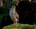 Ten days old quail, Coturnix japonica.....photographed in nature