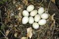 Ten eggs in a bird nest Royalty Free Stock Photo