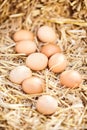 Ten fresh brown hens eggs scattered on straw Royalty Free Stock Photo