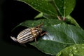 Ten-Lined June Beetle